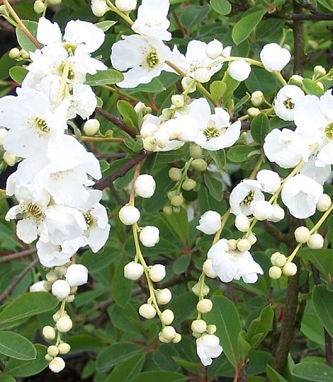 Exochorda 'The Bride' 